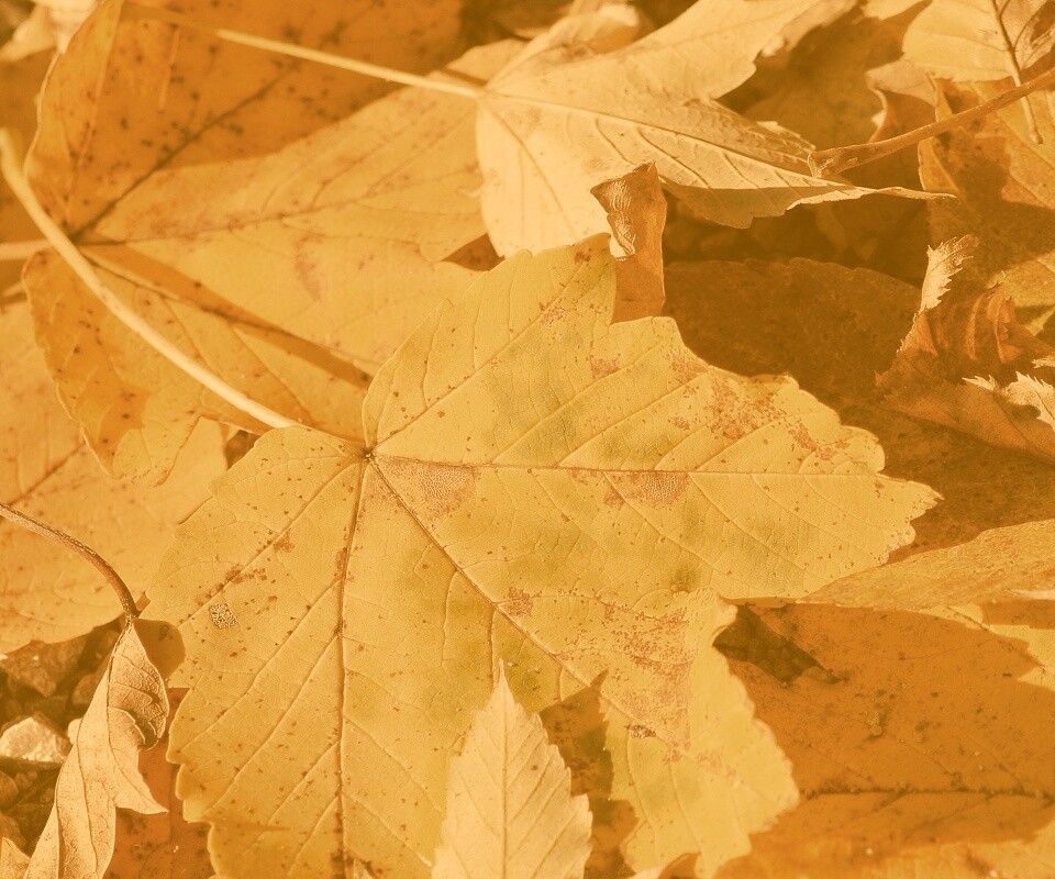 Осенние листья обои