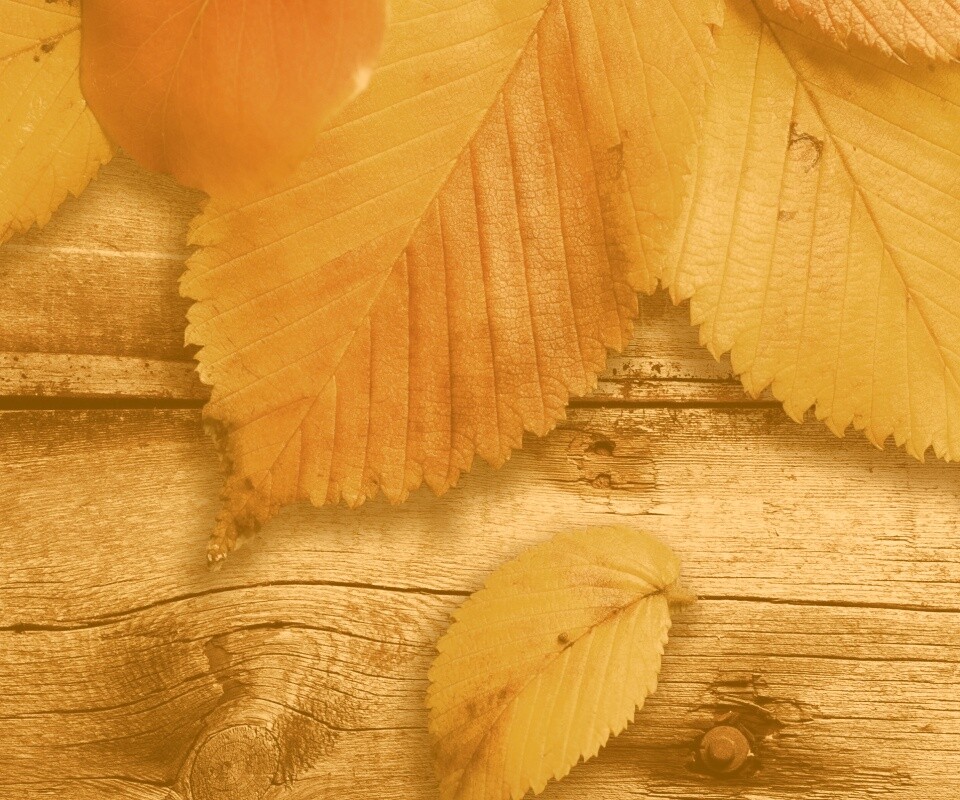 Красиво разложенные листья обои