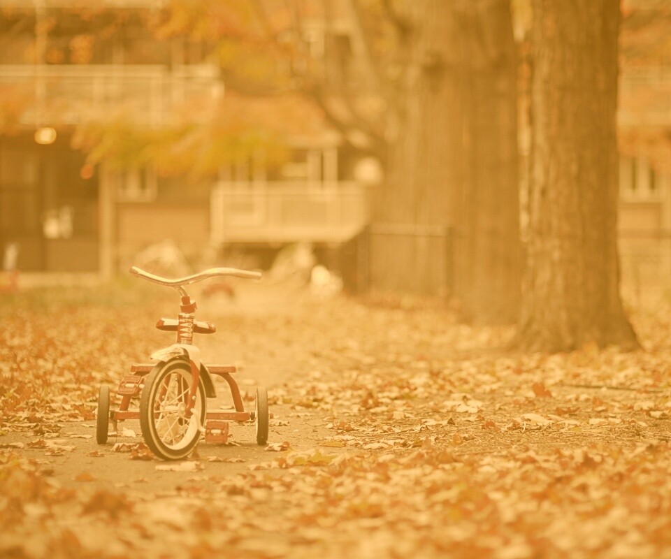 Трёхколёсный друг на осенней дорожке обои