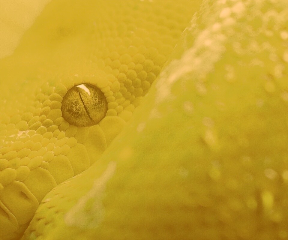 Зелёная змея обои