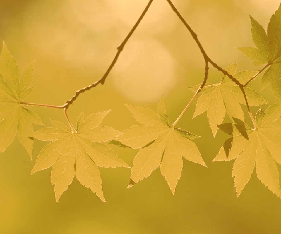 Зелёные листья обои