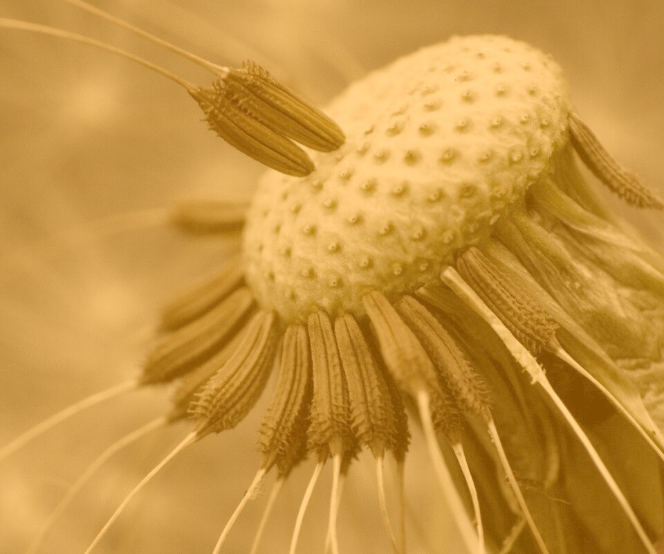 Лысеющий одуванчик обои