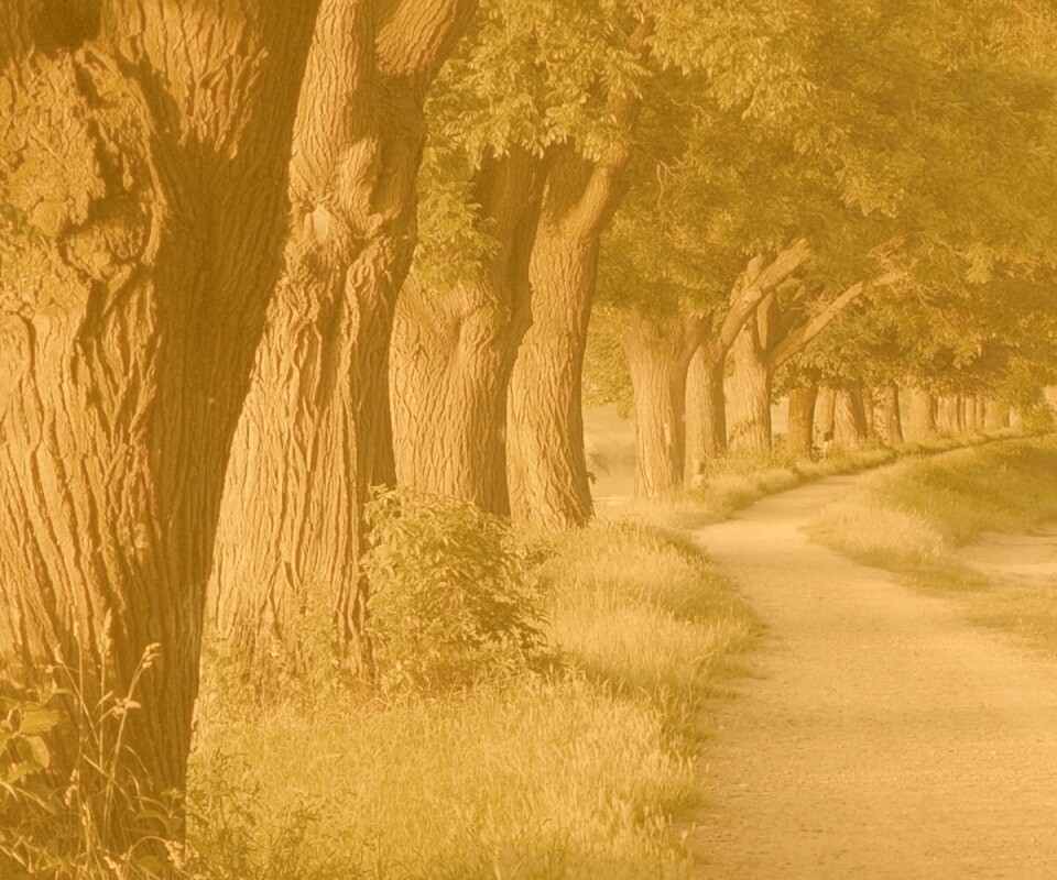 Аллея старых раскидистых деревьев обои