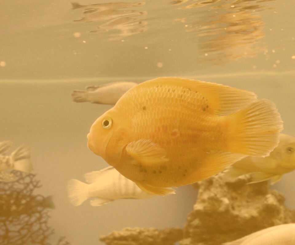 Жёлтая рыбка обои