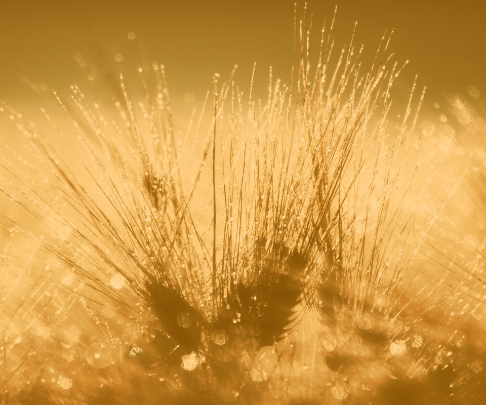 Трава на солнце обои