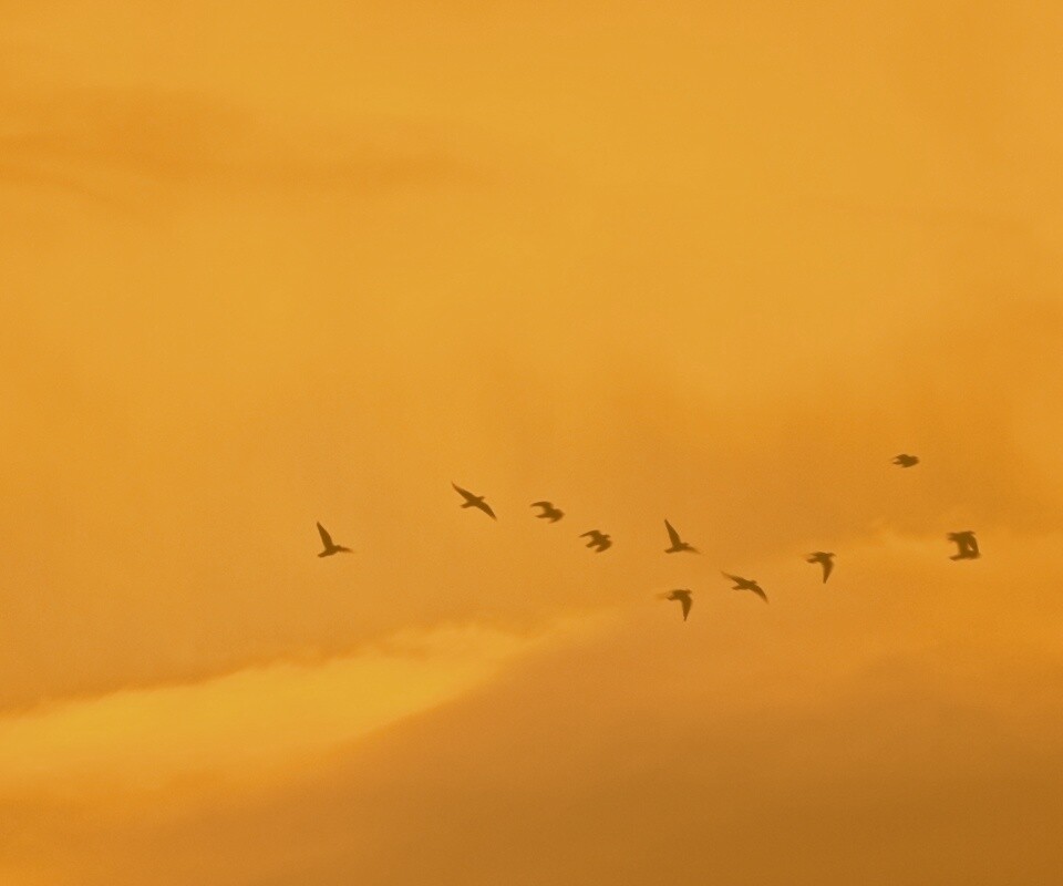 Птицы летят в закатном небе обои
