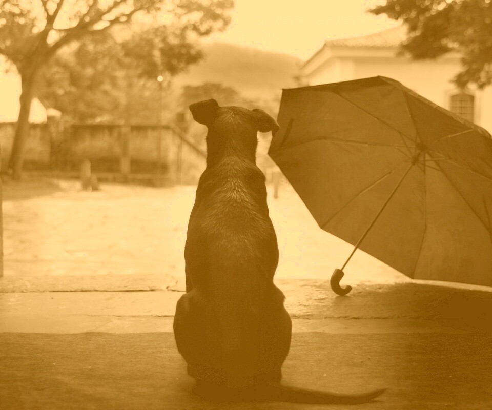 Собака и зонтик обои