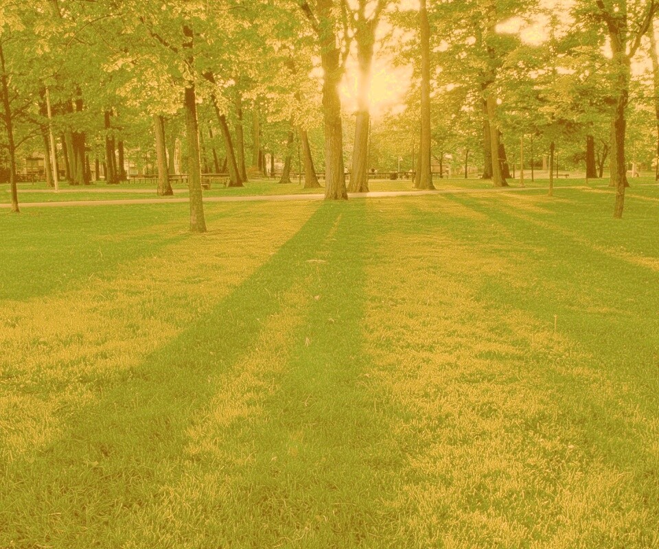 Лучи солнца сквозь листву деревьев обои