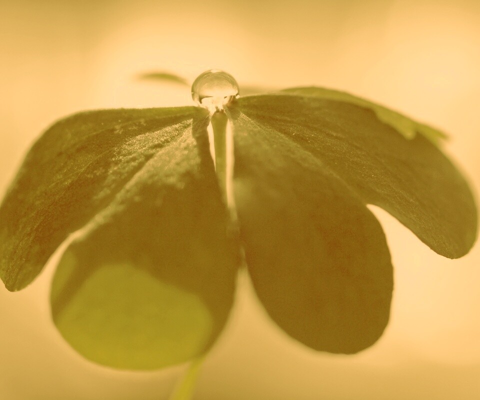 Зеленые листики и капелька воды обои