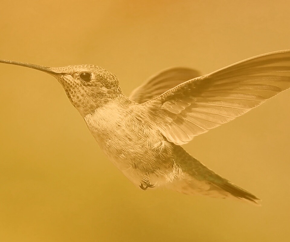 Колибри в полёте обои