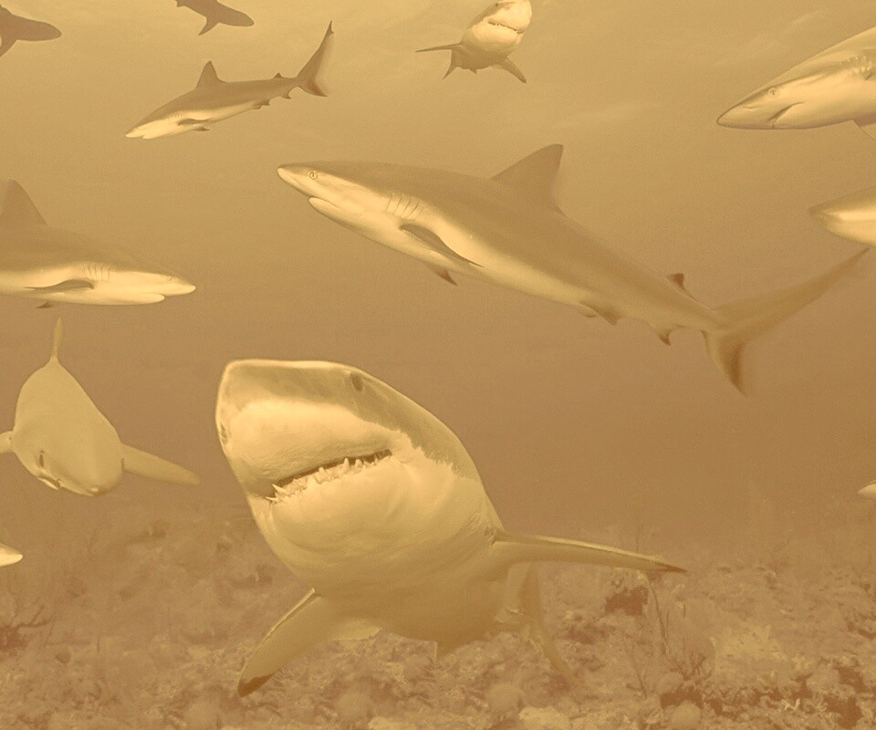 Стая акул обои