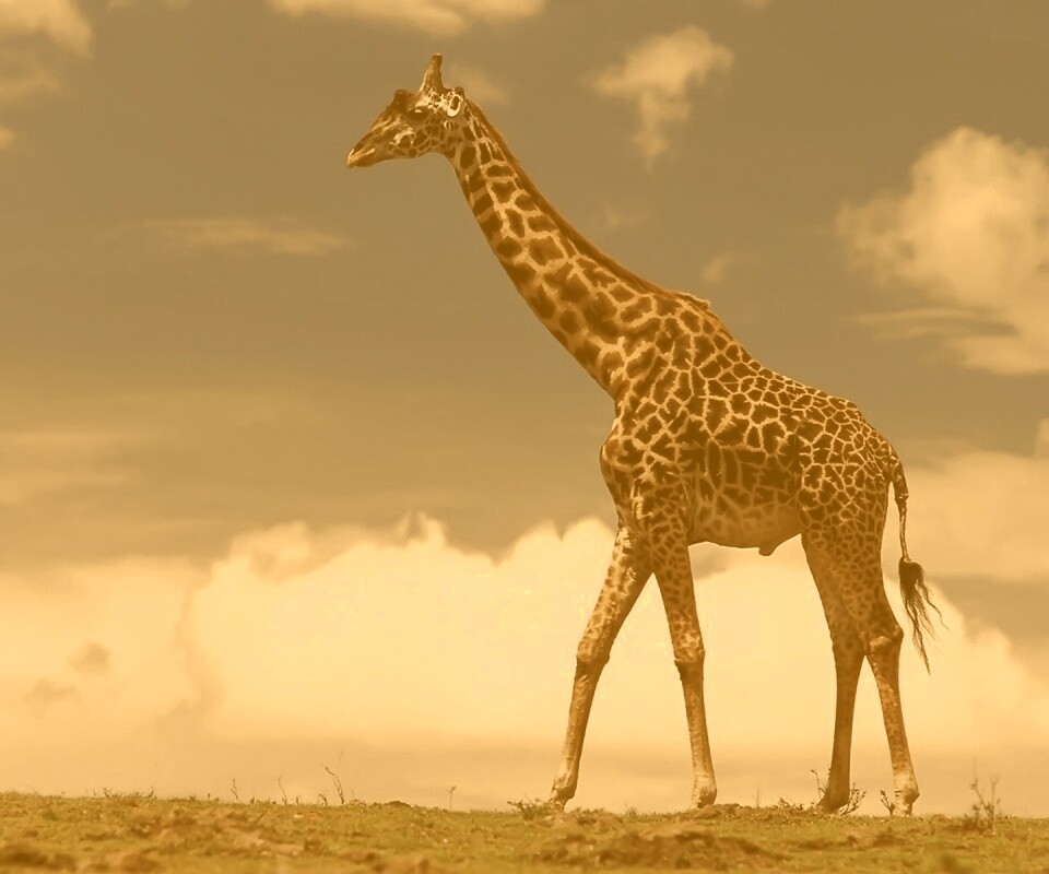 Жираф на прогулке обои