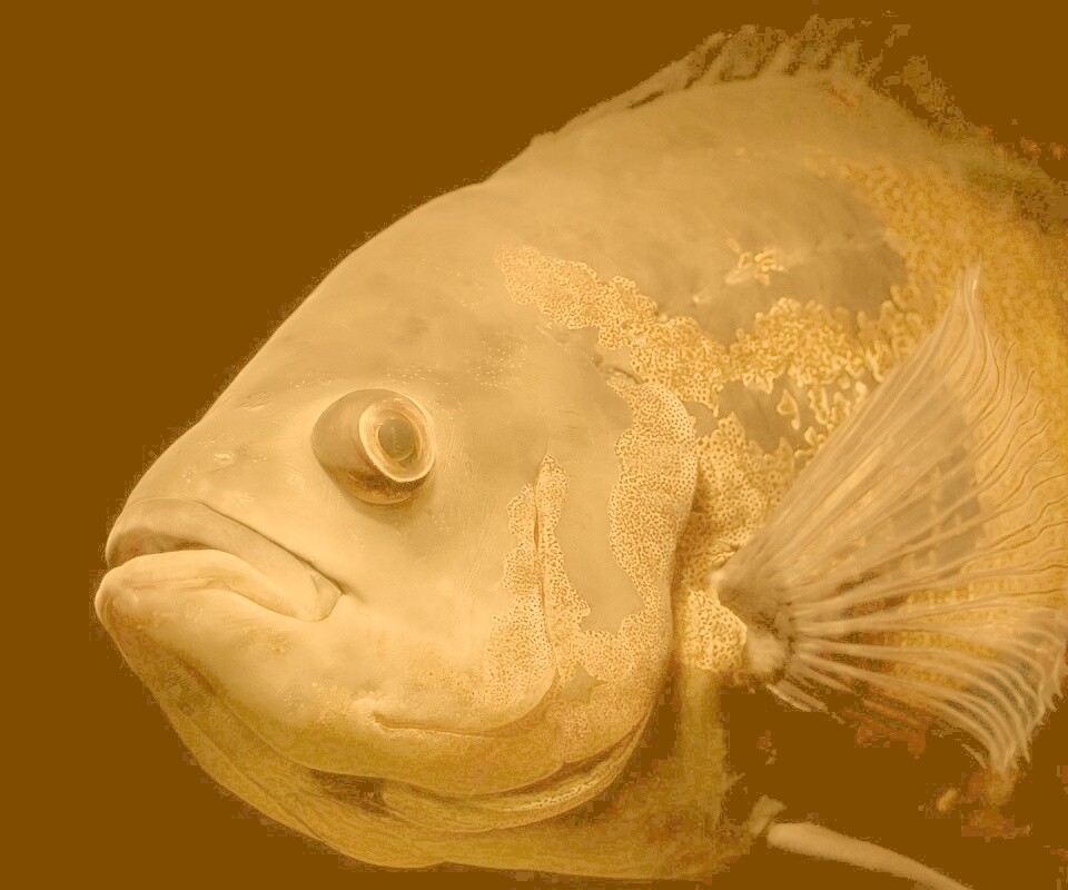 Глубоководный окунь обои