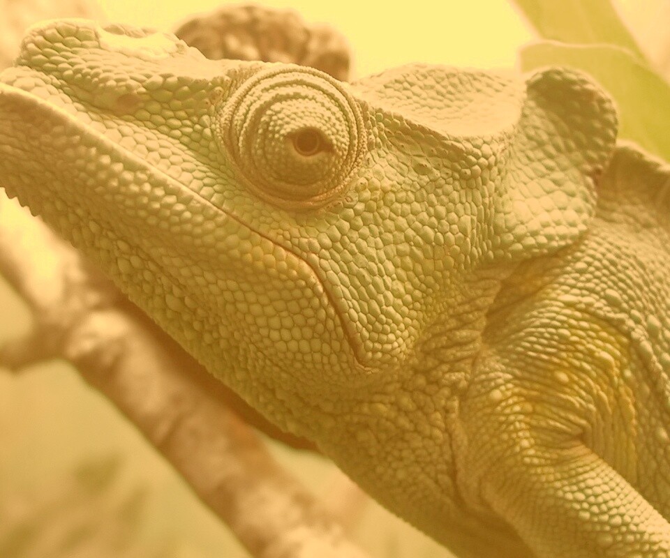 Взгляд хамелеона обои