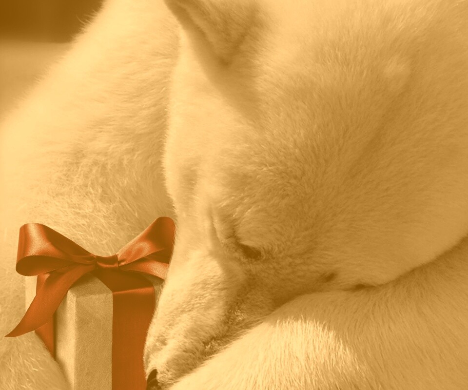 Белый мишка с подарком обои