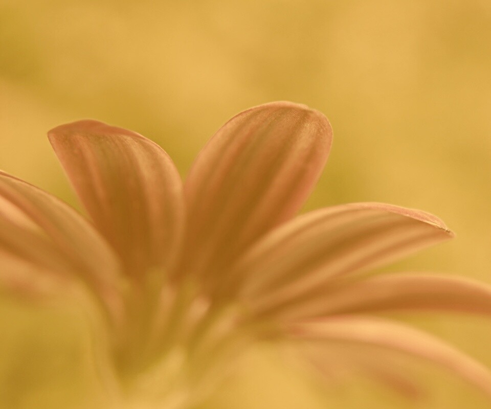 Макро фото цветка обои