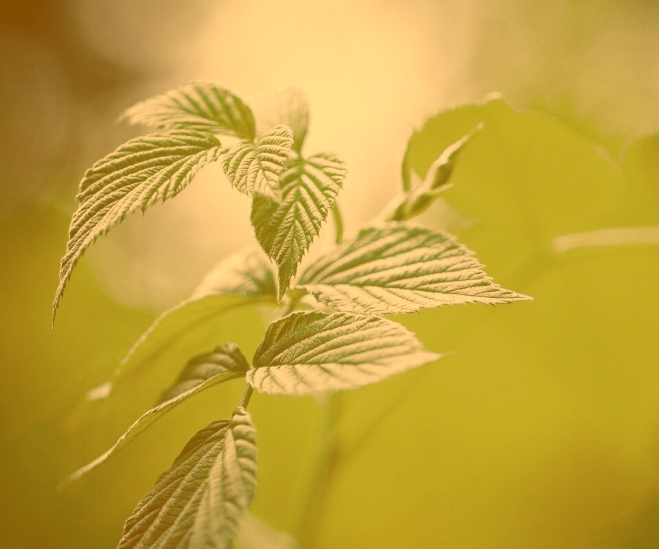 Листья малины обои