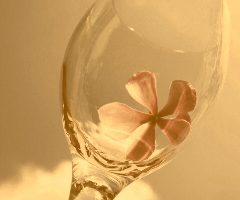 Нежный цветок в бокале на фоне голубого неба обои