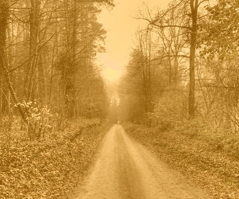 Дорога через лес обои