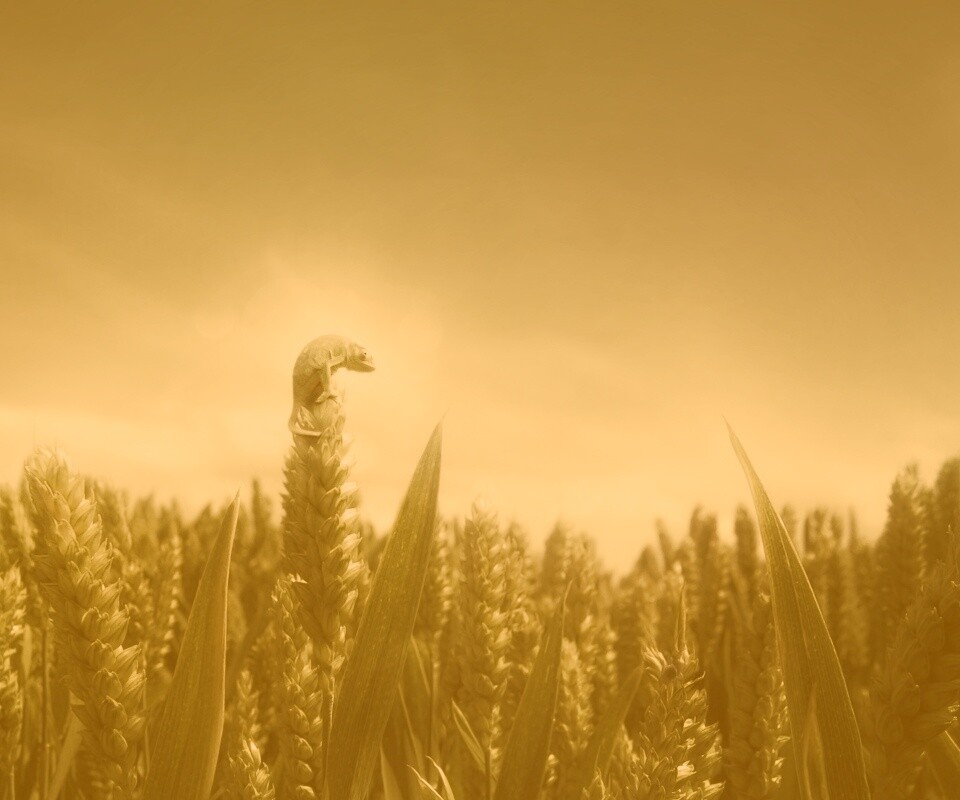 Маленький хамелеон на травинке обои