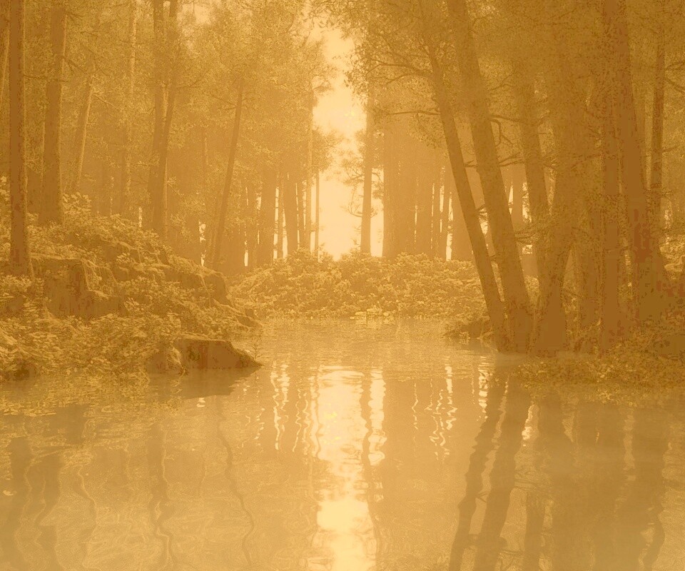 Болото в лесу обои