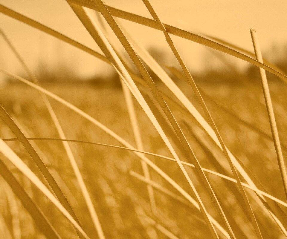Желтая трава обои