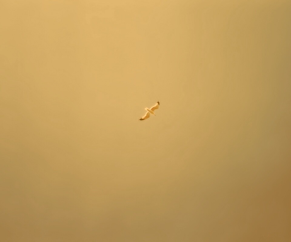 Полет  обои