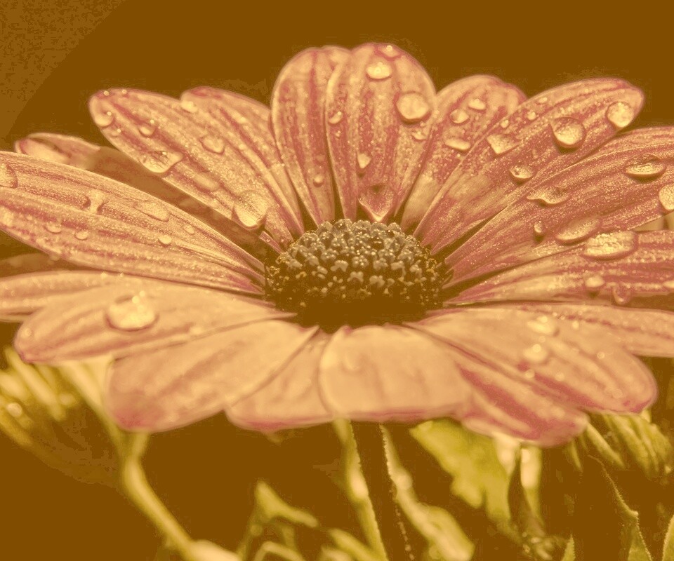 Мокрый от росы фиолетовый цветок обои