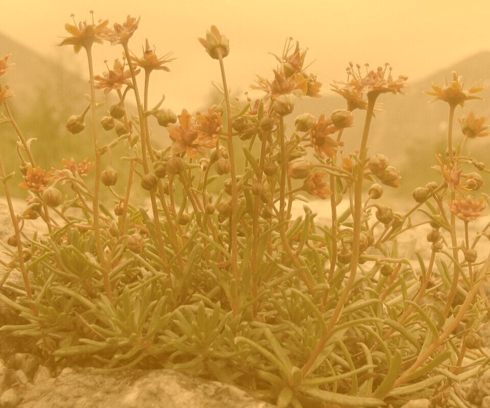 Горные цветы обои