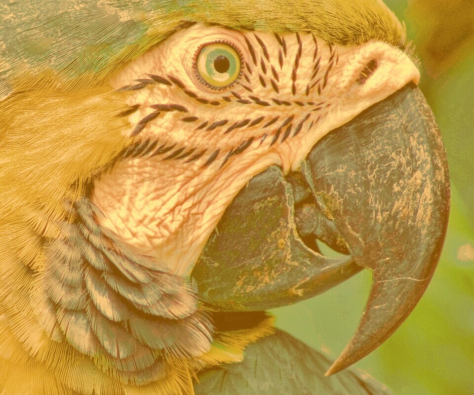 Попугай обои