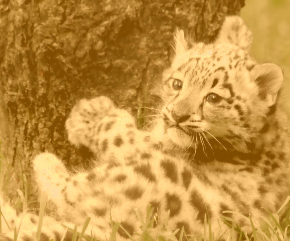 Котенок большой дикой кошки обои