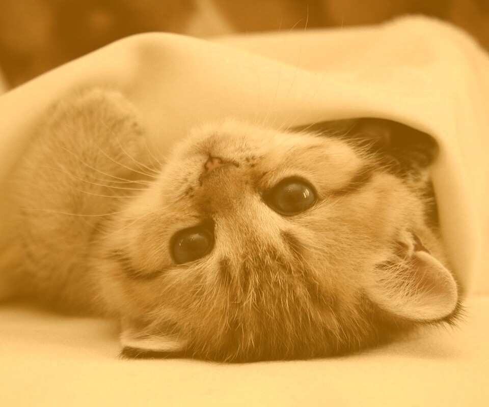 Котёнок вверх ногами обои