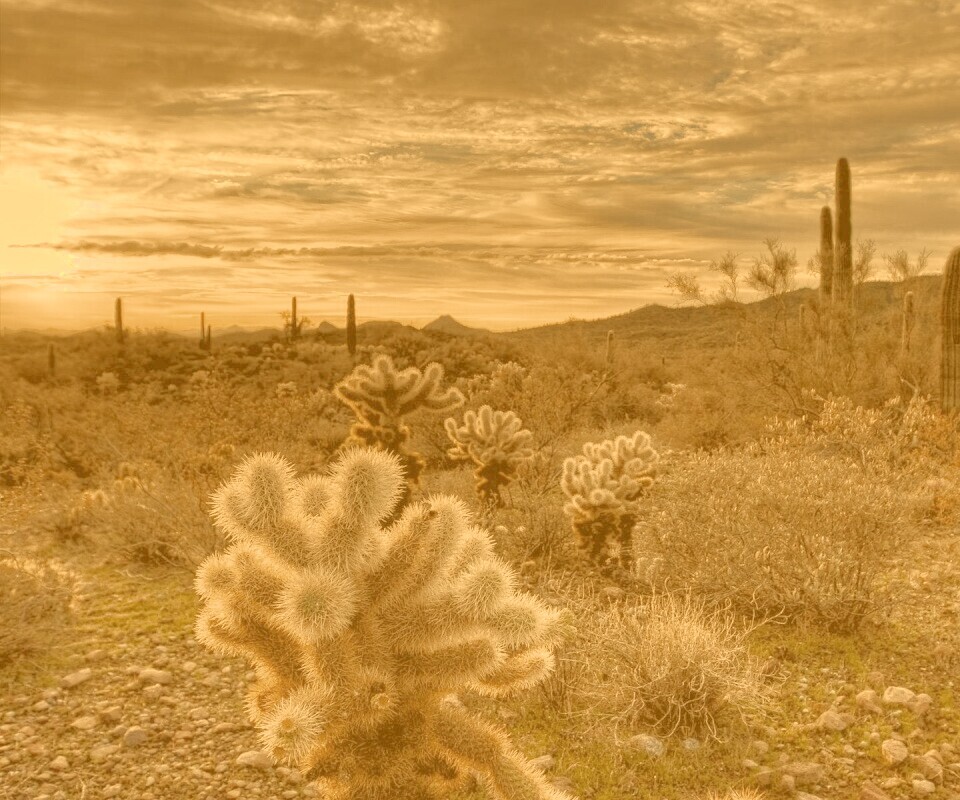 Саванна обои