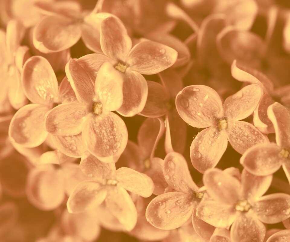 Цветы сирени обои