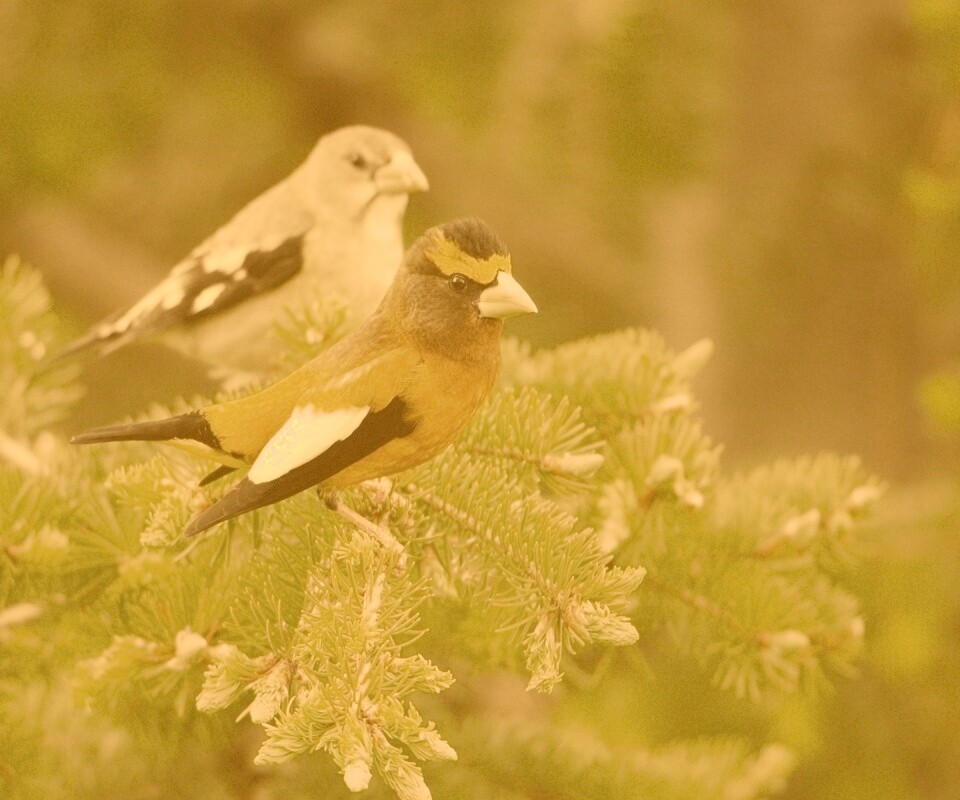 Птички с зелёными клювами обои