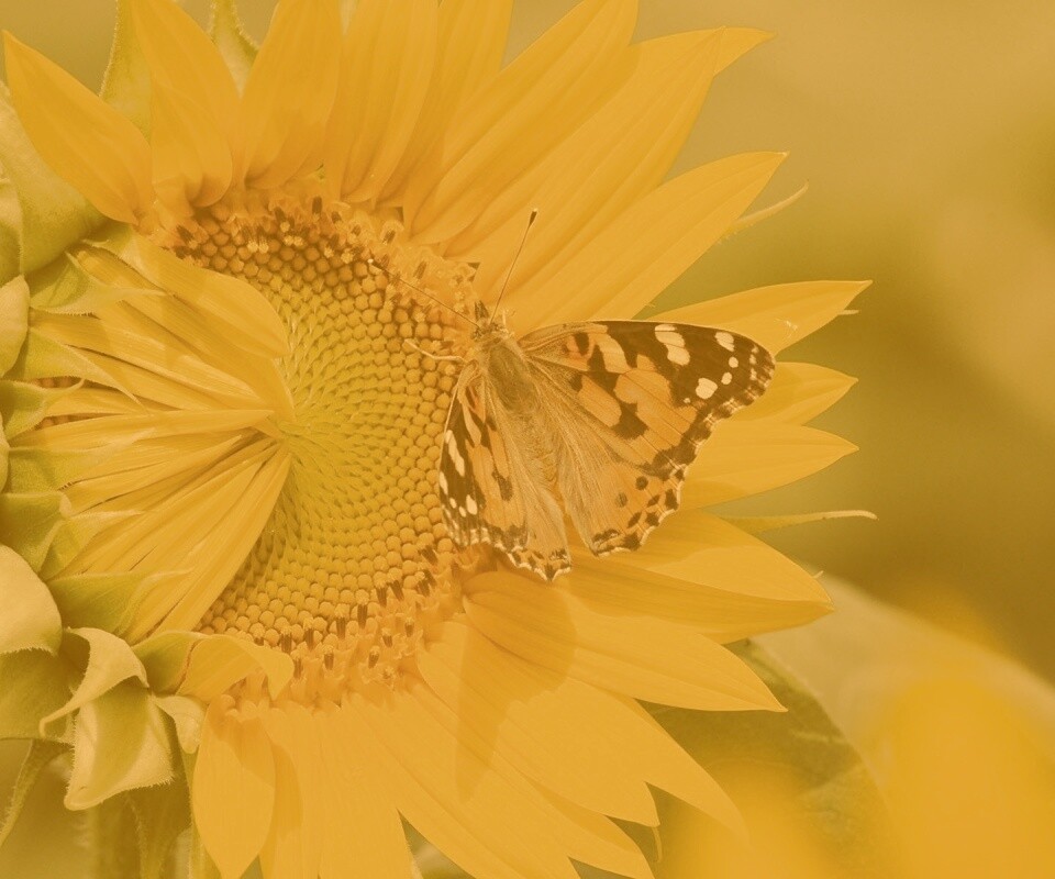 Бабочка на подсолнухе обои