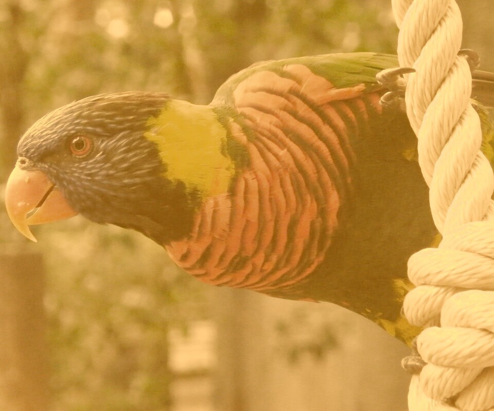 Попугай на канате обои