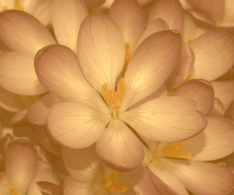 Сиреневый цветок обои