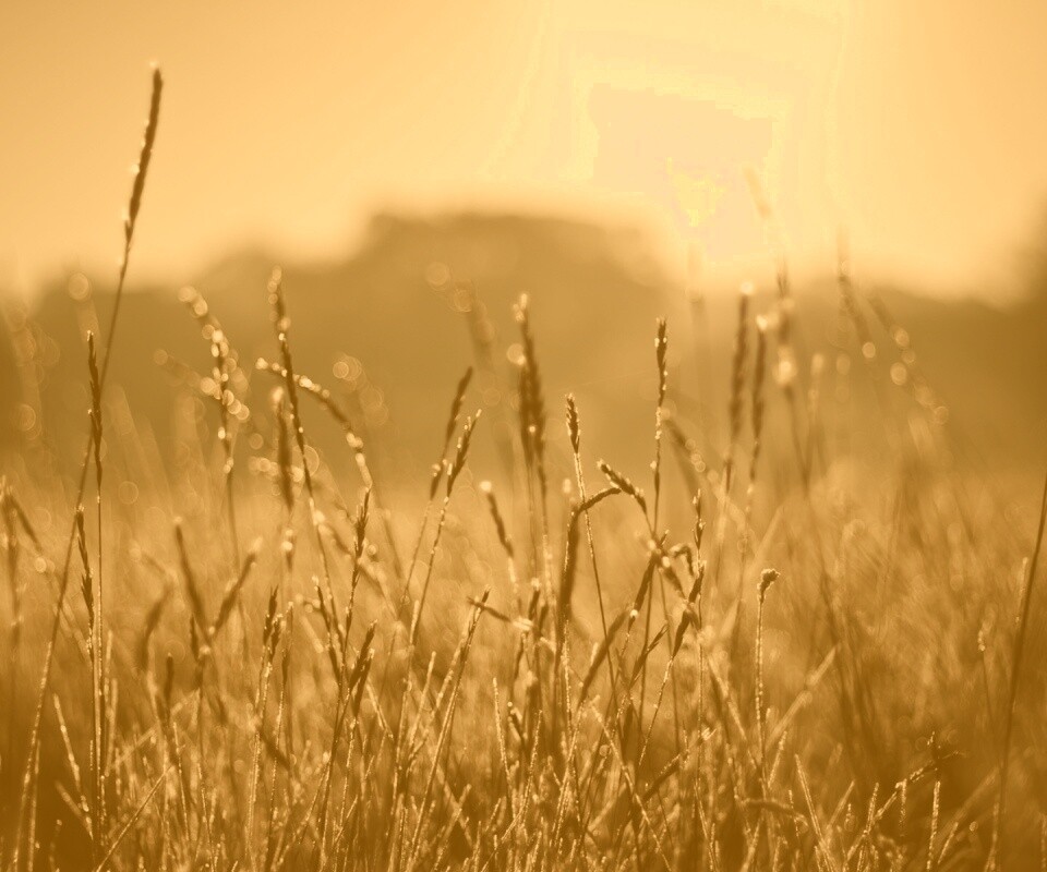 Поле пшеницы обои