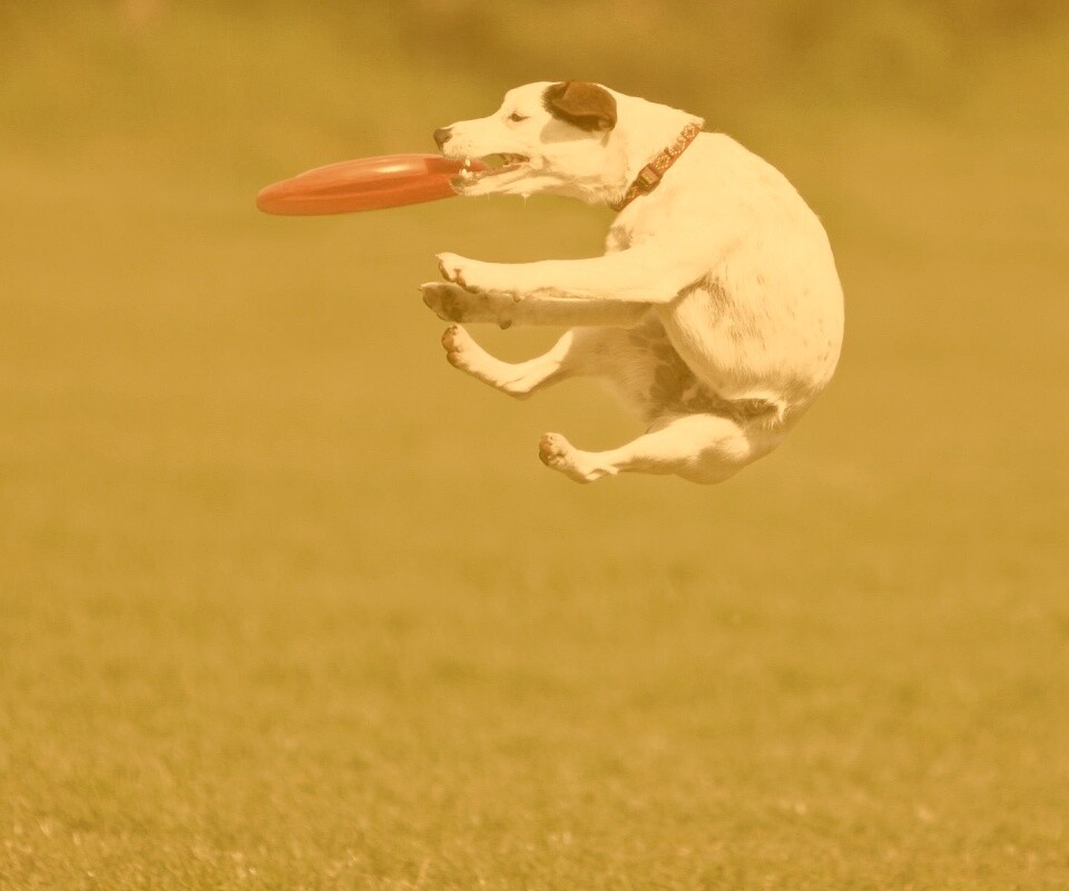 Ловкач обои