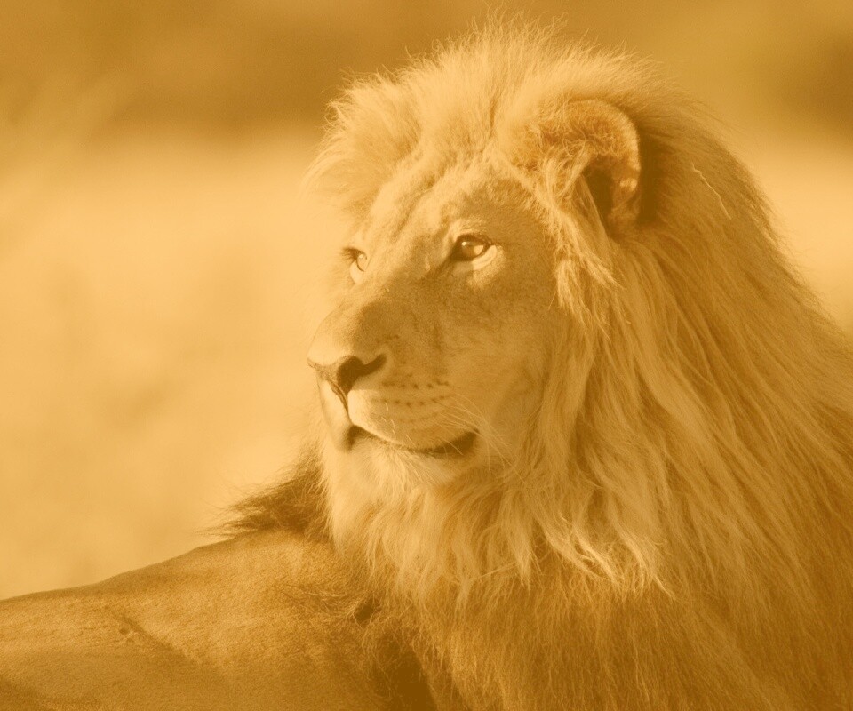 Царь зверей обои