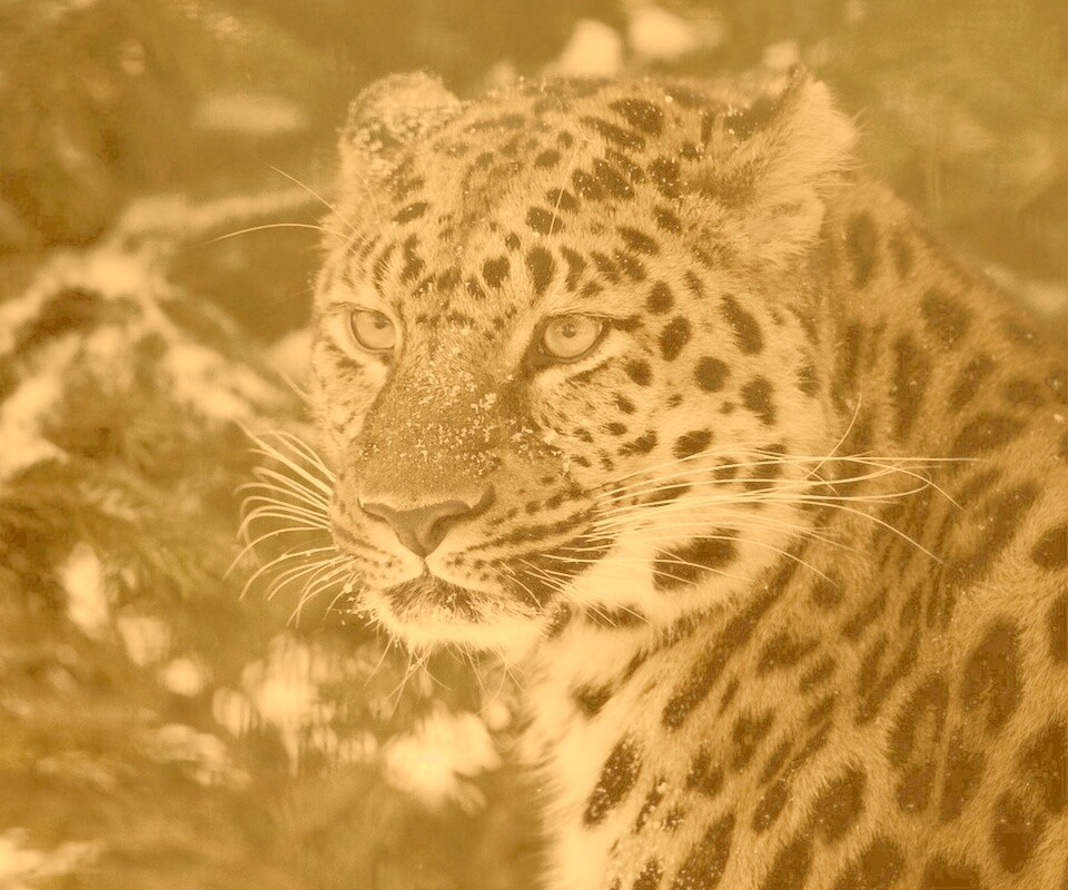 Леопард у заснеженной ели обои