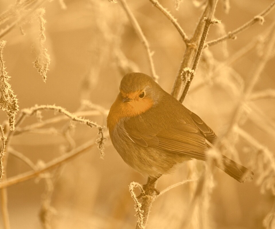 Птичка на ветке обои