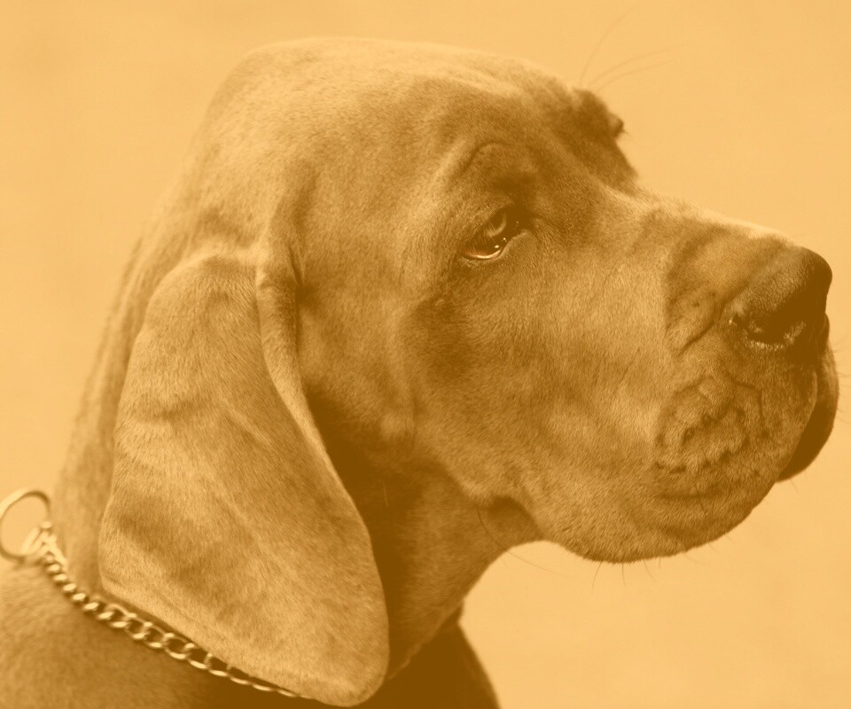 Грустная собака обои