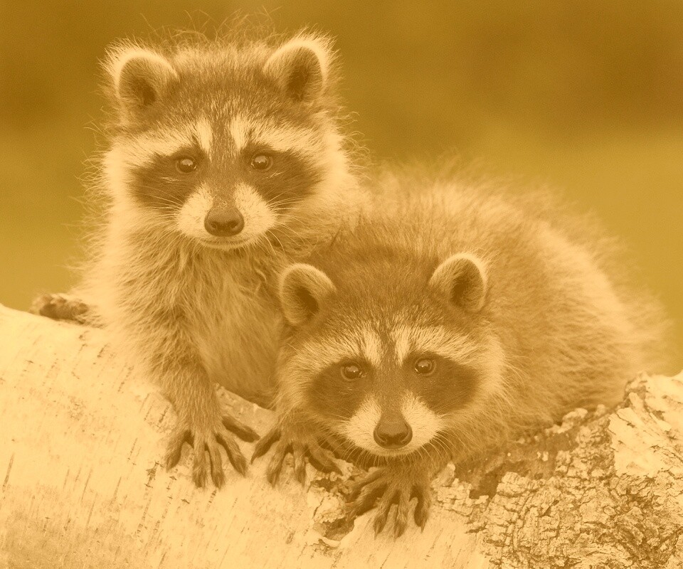 Полосатики обои