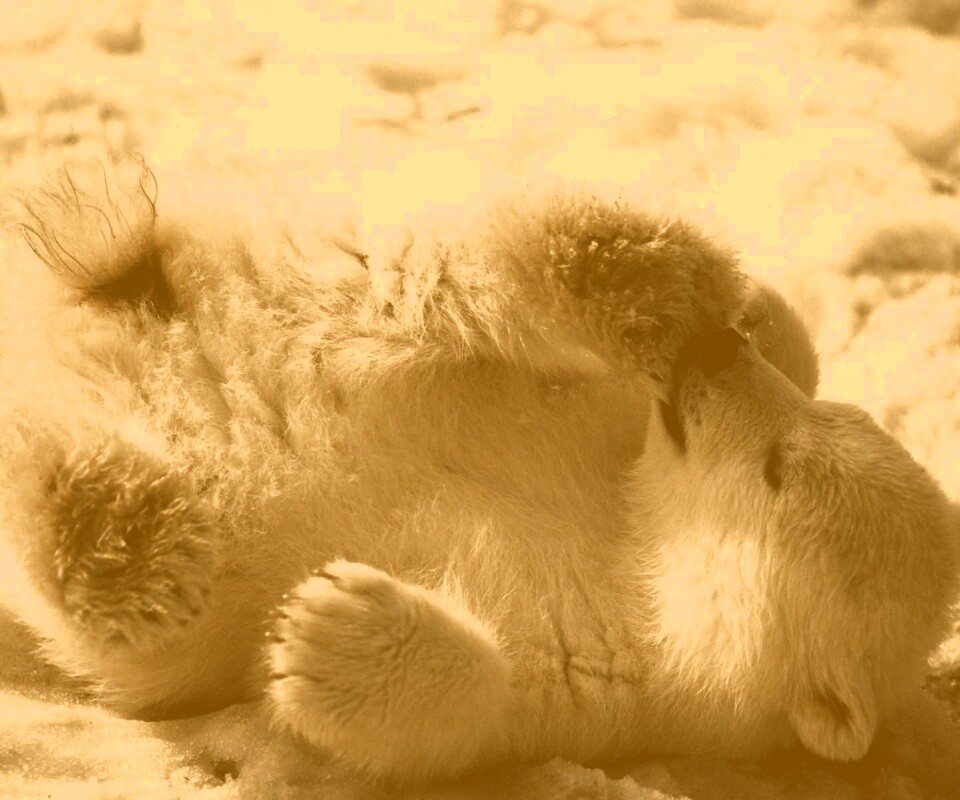 Мишка на севере обои