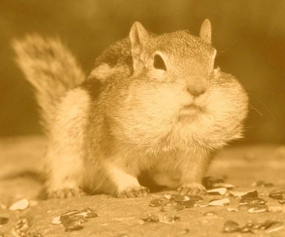 Не жадный, а бережливый обои