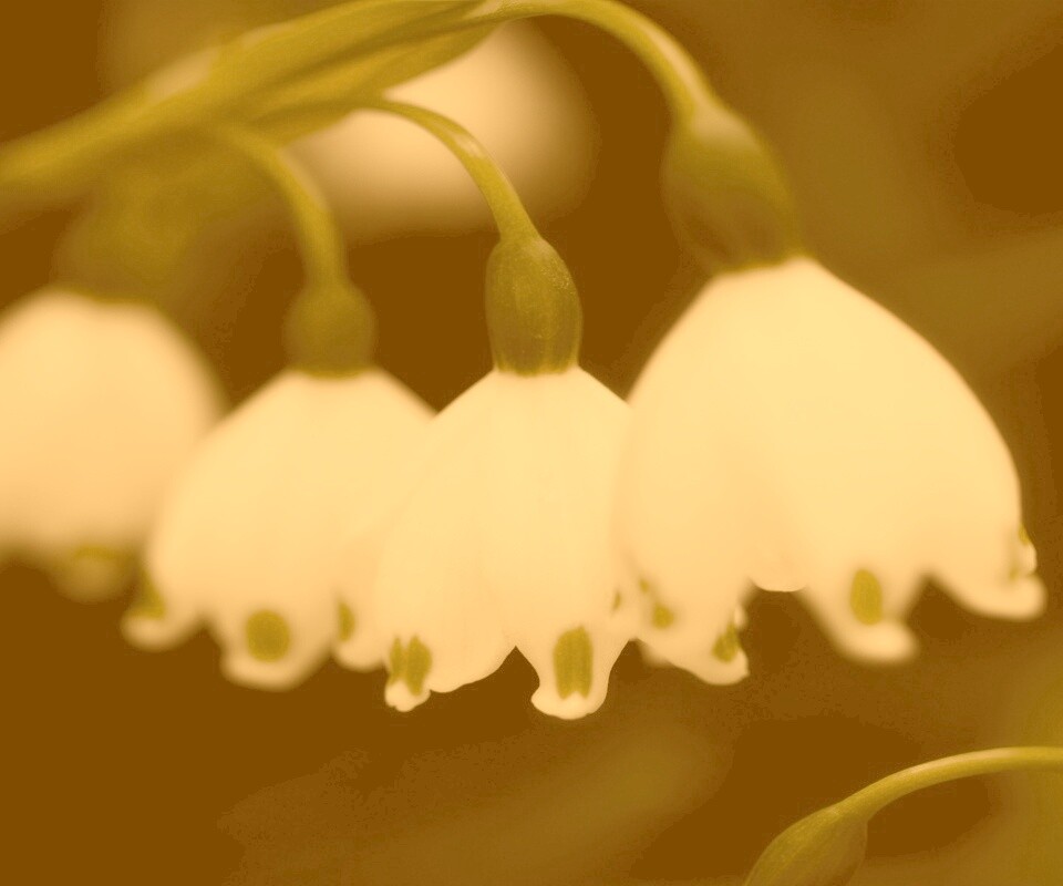 Белые ландыши обои