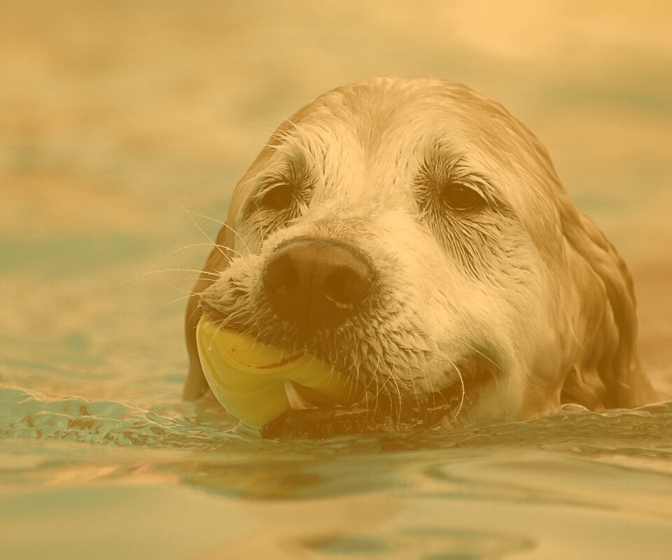 Пёс с игрушкой в зубах обои