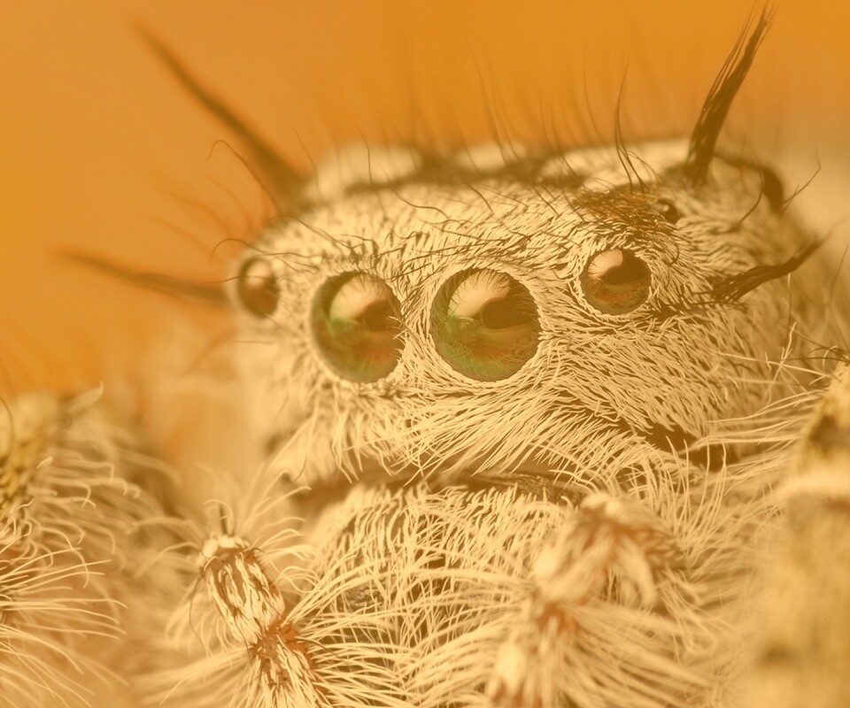 Паук в макро обои